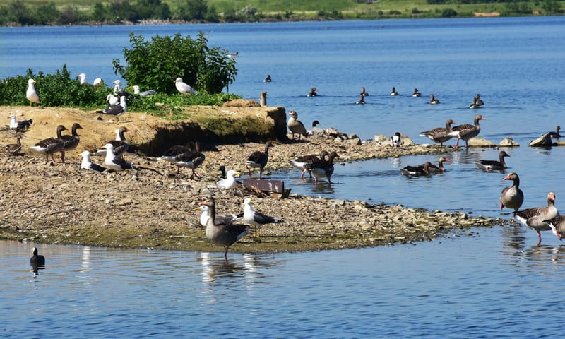 Meeuwen en ganzen bij de Molenplas