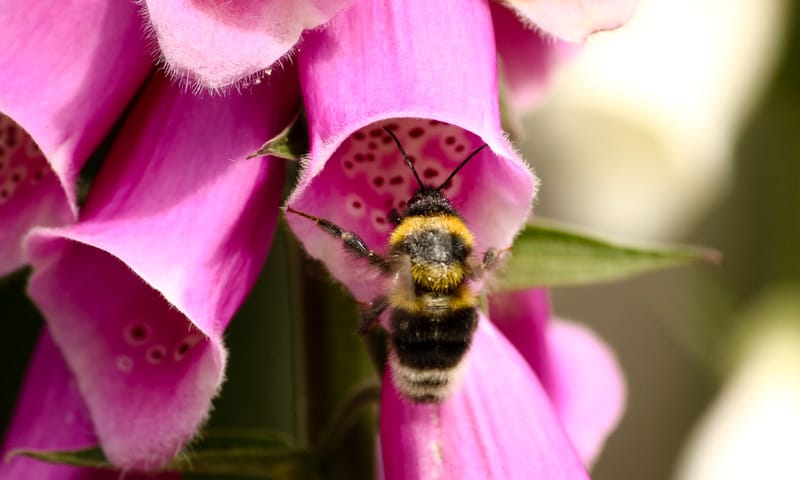 Hommel bij vingerhoedskruid Hommel bij vingerhoedskruid