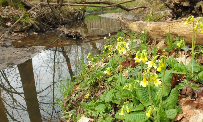 Snoeyinksbeek sleutelbloem