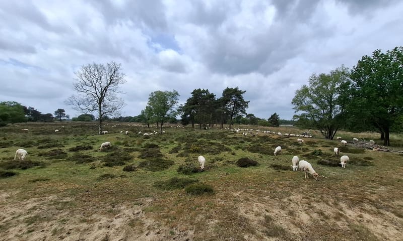 Schaapskudde op de Kampina
