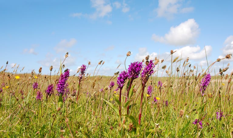 bloeiende orchideeën 