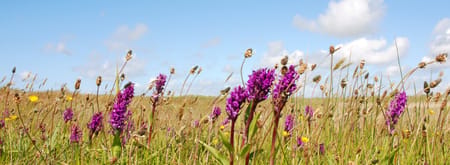 bloeiende orchideeën 