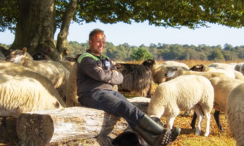 Schaapherder Boris met zijn kudde op de Kampina