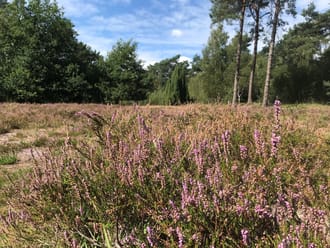 heide grote veld 2023