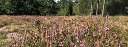 heide grote veld 2023