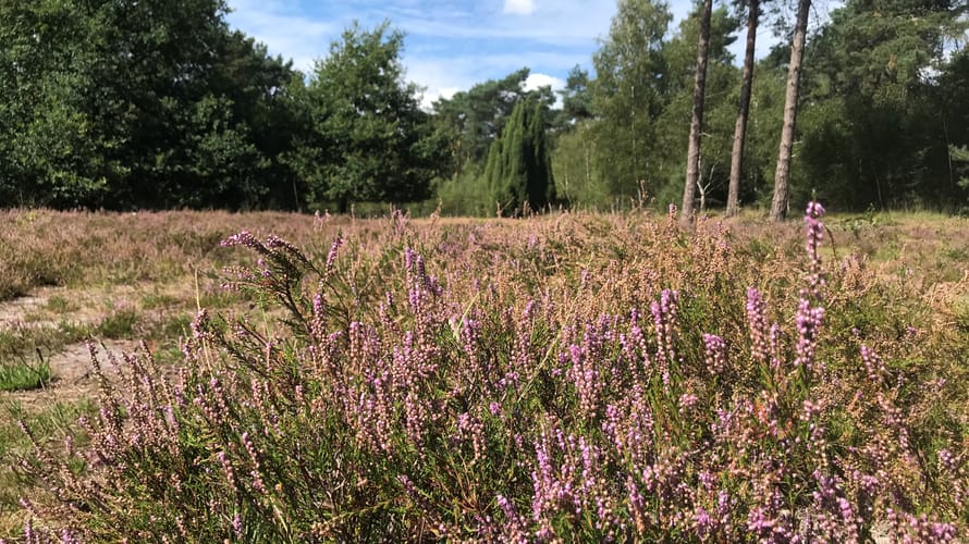 heide grote veld 2023