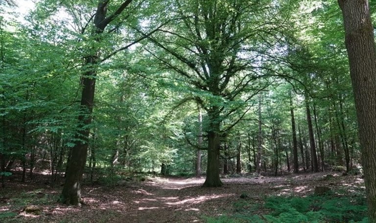 Markante bomen