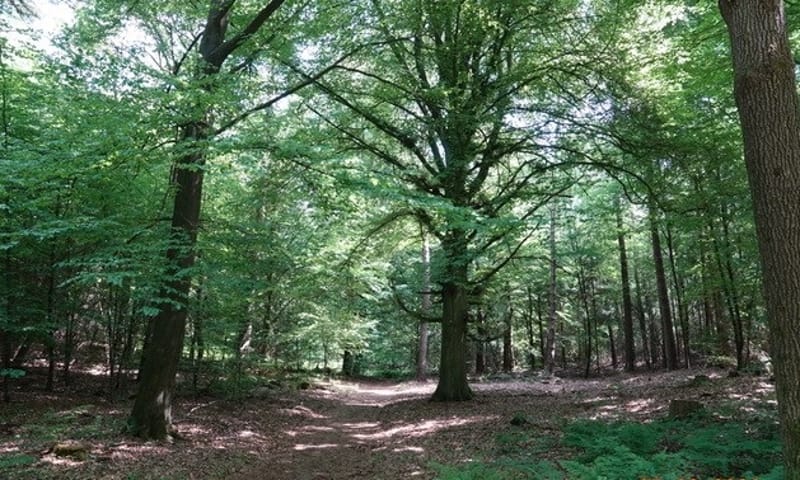 Markante bomen 