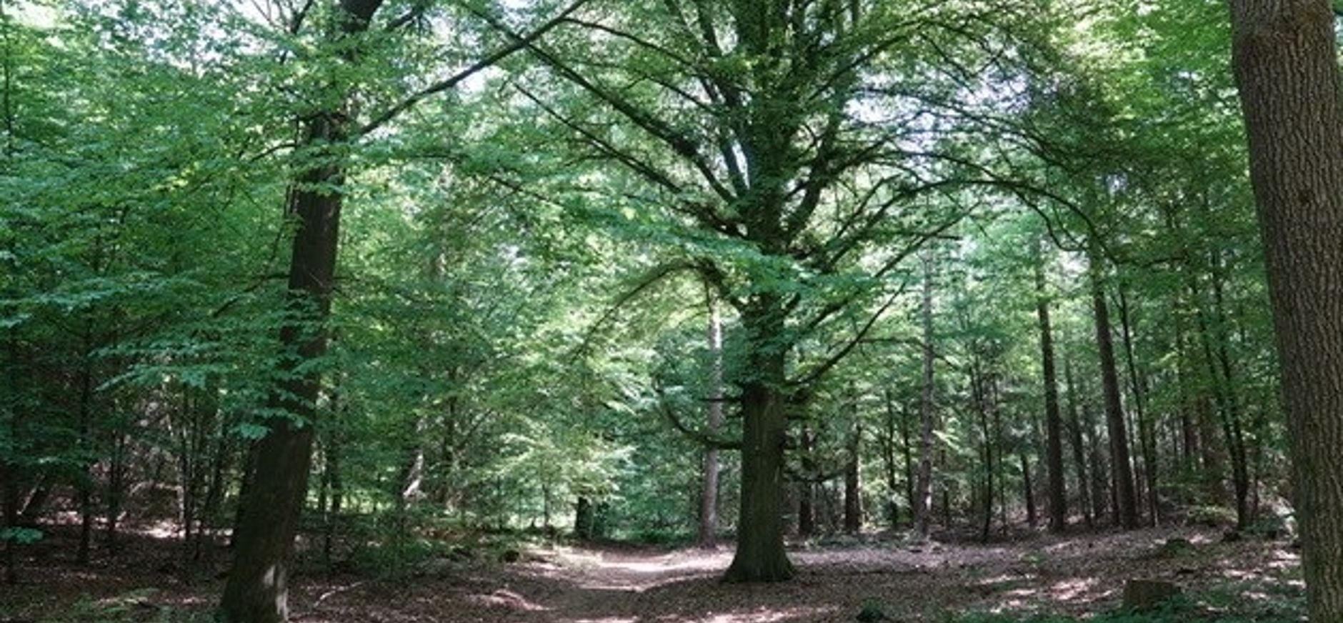 Markante bomen 