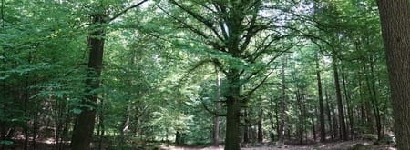 Markante bomen 