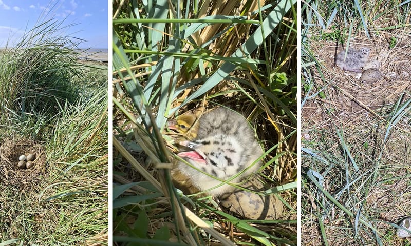Kuikens in nest