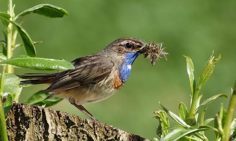 Blauwborst met voedsel