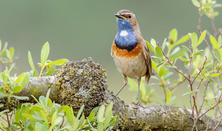 Blauwborst