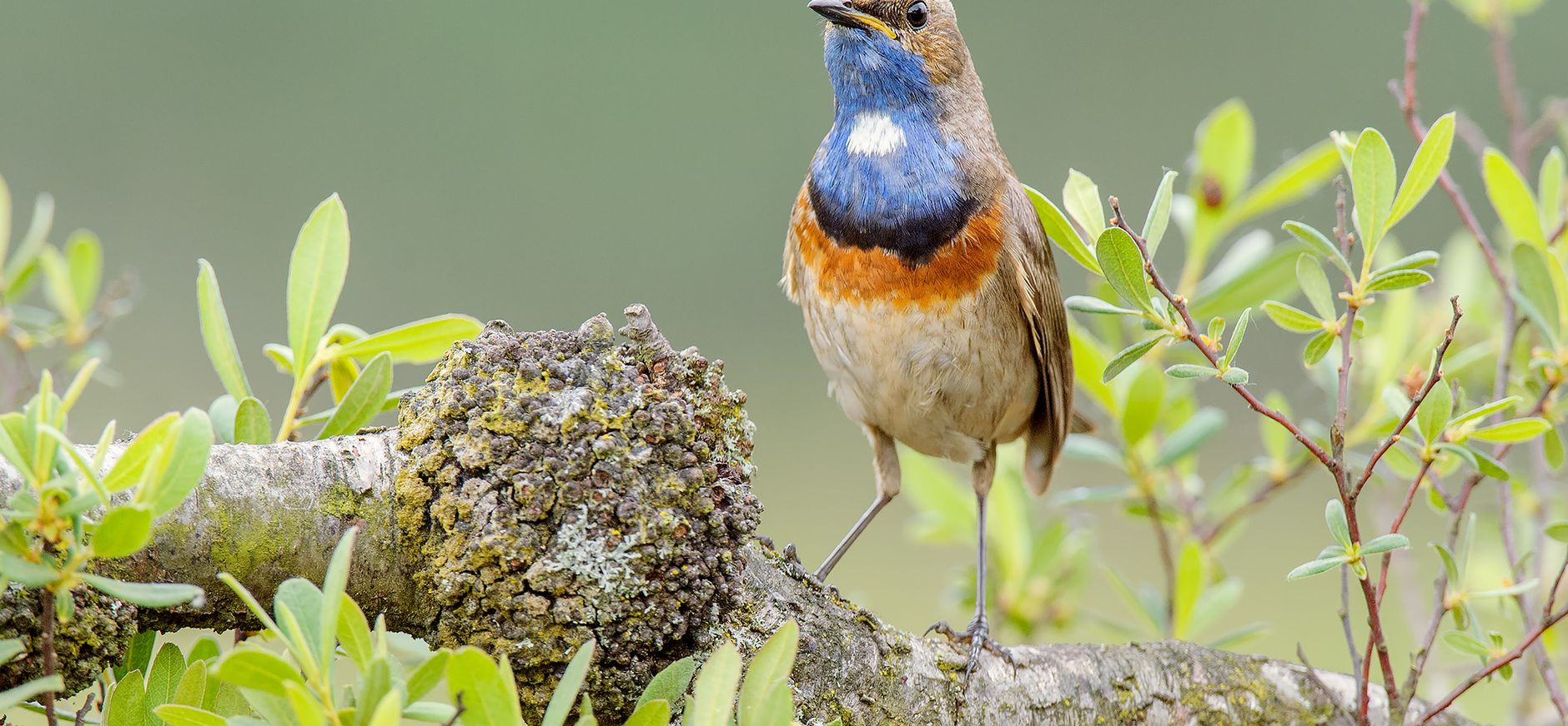 Blauwborst