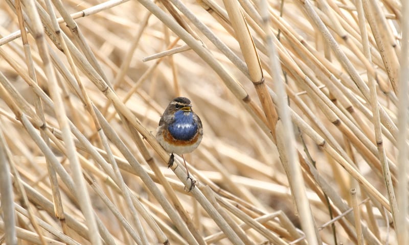 Blauwborst in het riet
