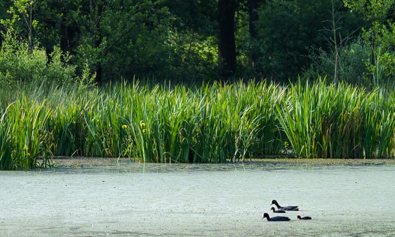 Witte Veen Witte Veen