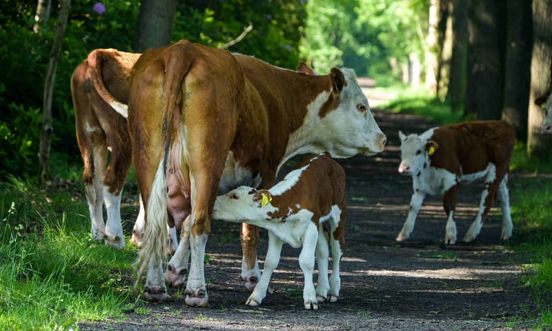 hereford koeien en kalfjes hereford koeien en kalfjes