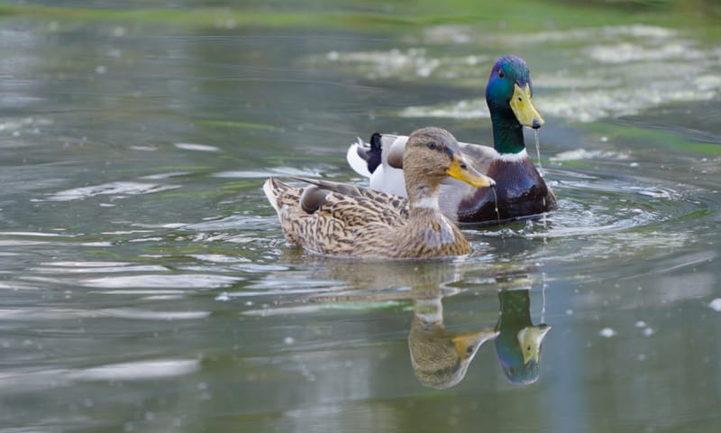 Een mannetjes- en een vrouwtjes-eend in het water
