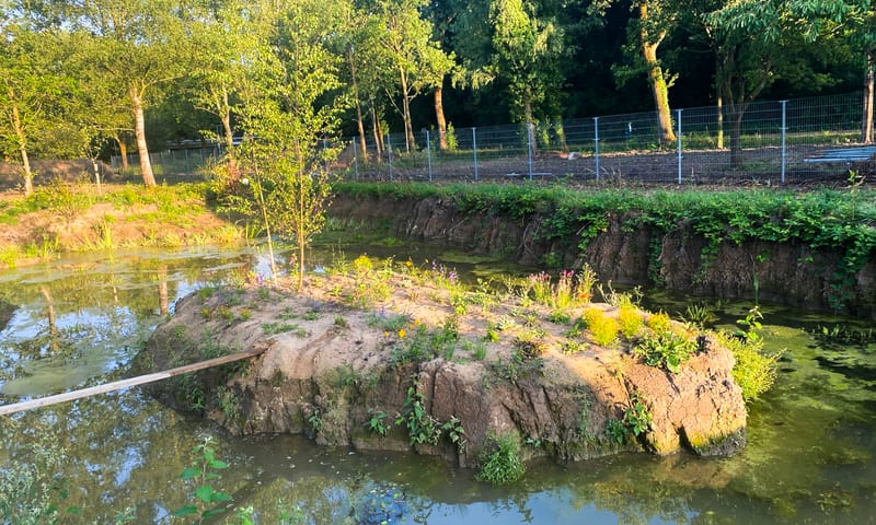 Eilandje in vijver