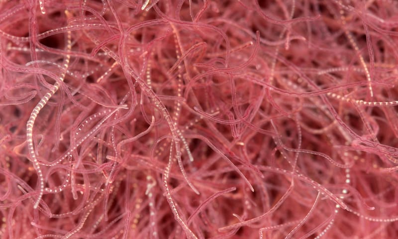 Gewone slingerworm Gewone slingerworm