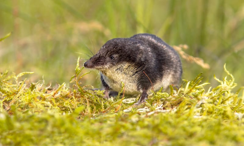 Waterspitsmuis Waterspitsmuis
