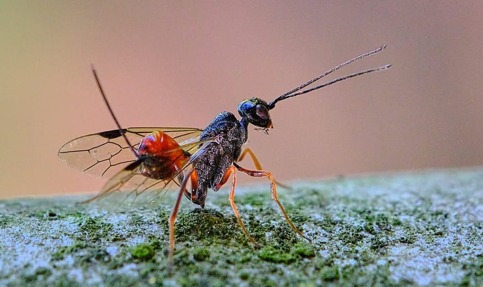 Sluipwesp Aulacus striatus