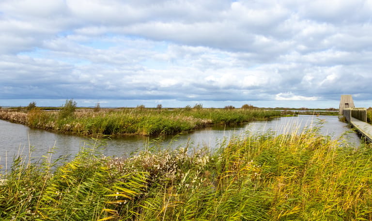 Kijkhut Lepelaar op Marker Wadden Kijkhut Lepelaar op Marker Wadden