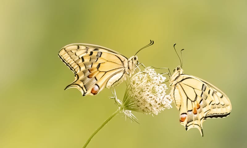Koninginnenpage