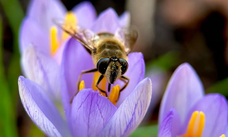 Blinde bij