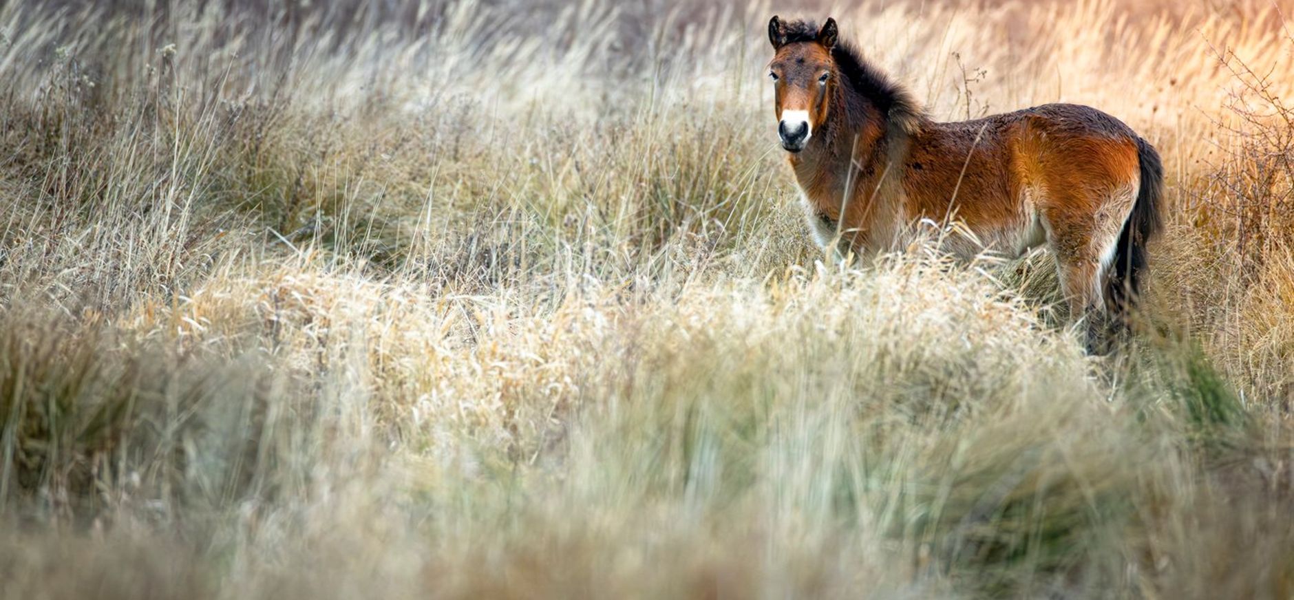 Exmoorpony Exmoorpony
