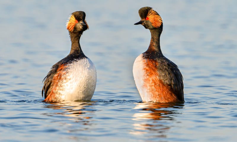 Geoorde fuut pinguïndans