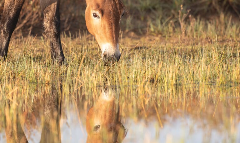 Wild paard Duin en Kruidberg