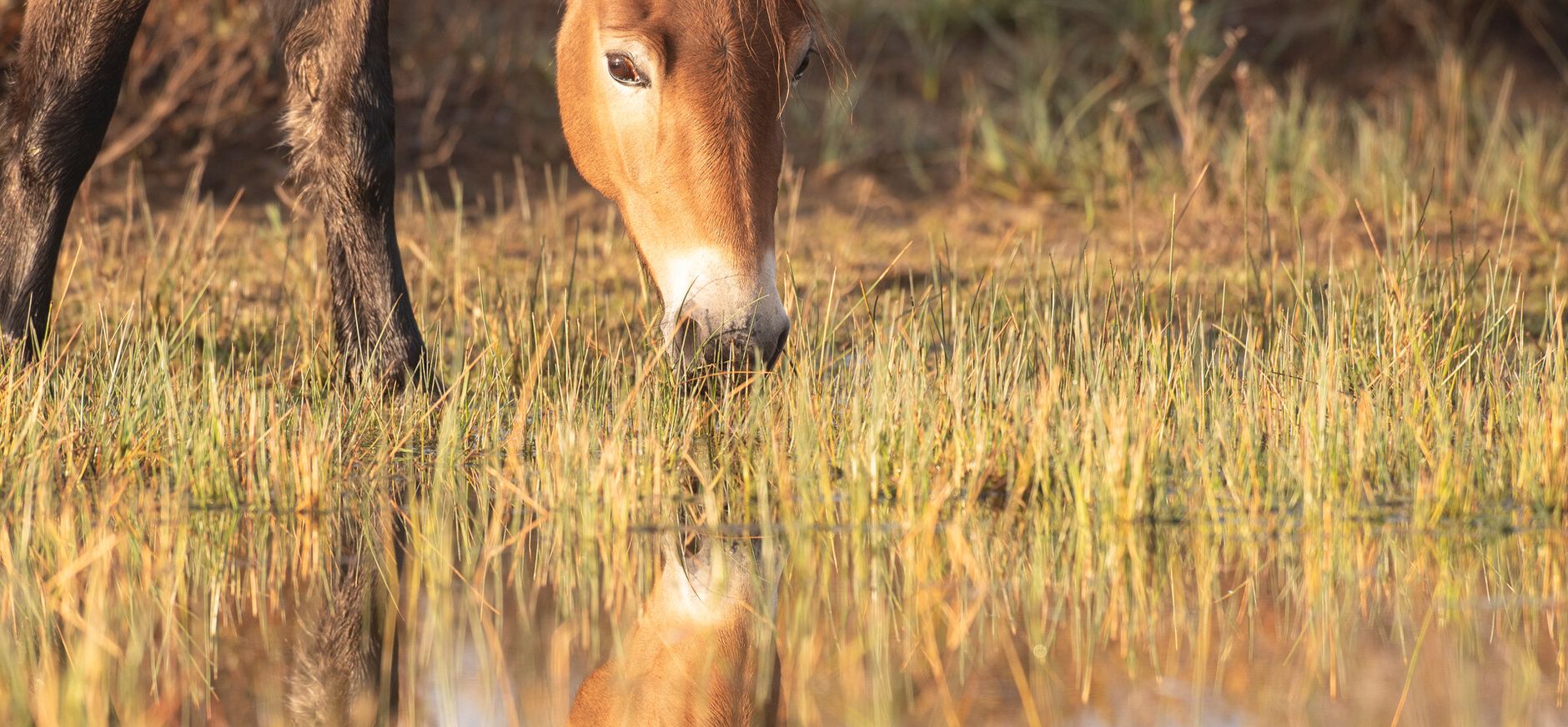 Wild paard Duin en Kruidberg