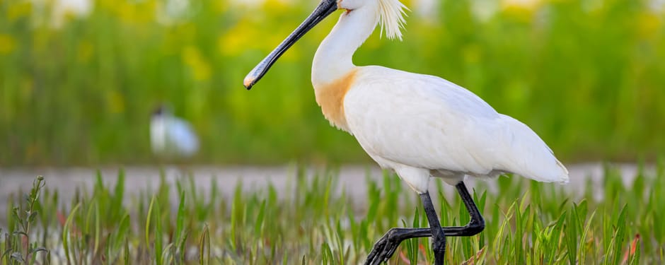 Lepelaar op Marker Wadden 