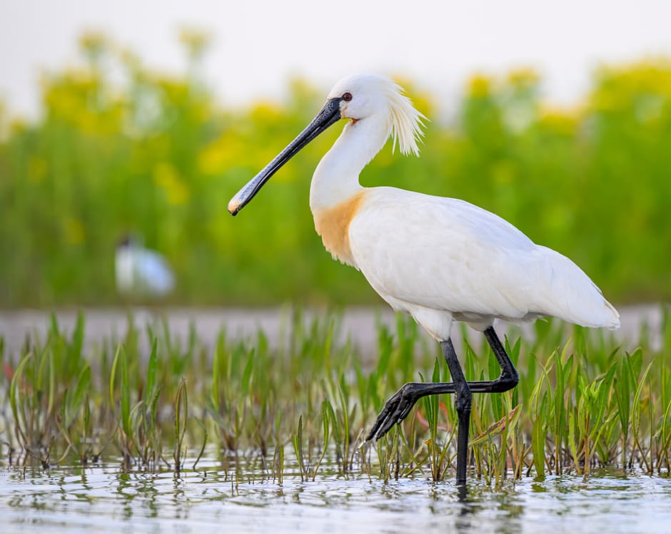 Lepelaar op Marker Wadden 