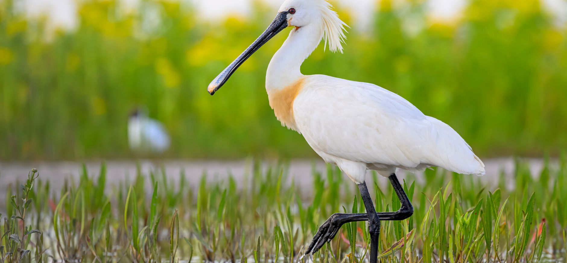 Lepelaar op Marker Wadden 