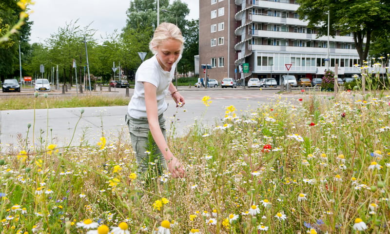 Kind plukt bloemen in berm in de stad Kind plukt bloemen in berm in de stad
