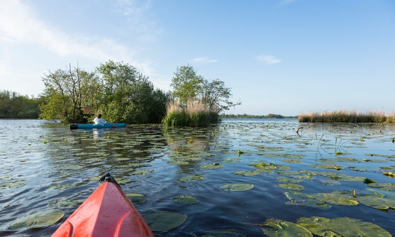 Kanovaarders tussen waterplanten
