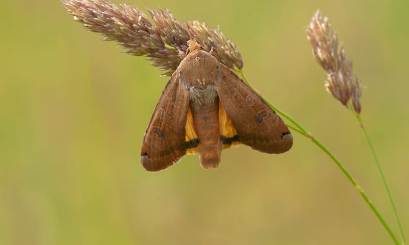 Huismoeder
