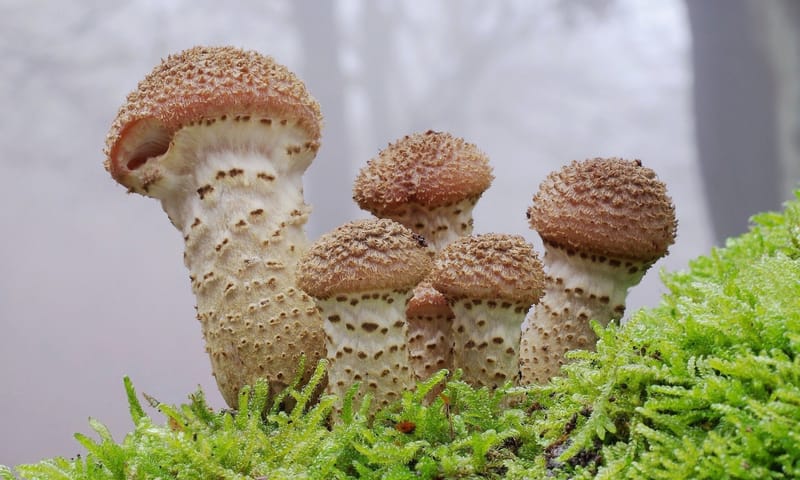 sombere honingzwam