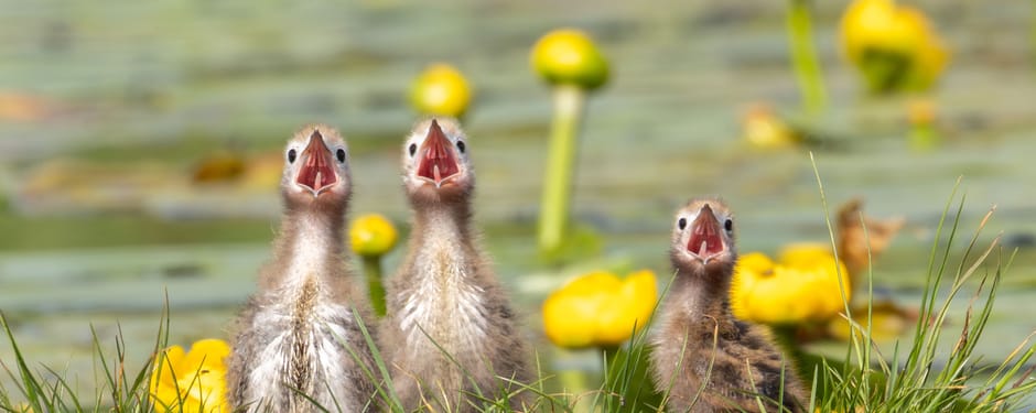 Drie jonge zwarte sternen voor waterlelies Drie jonge zwarte sternen voor waterlelies