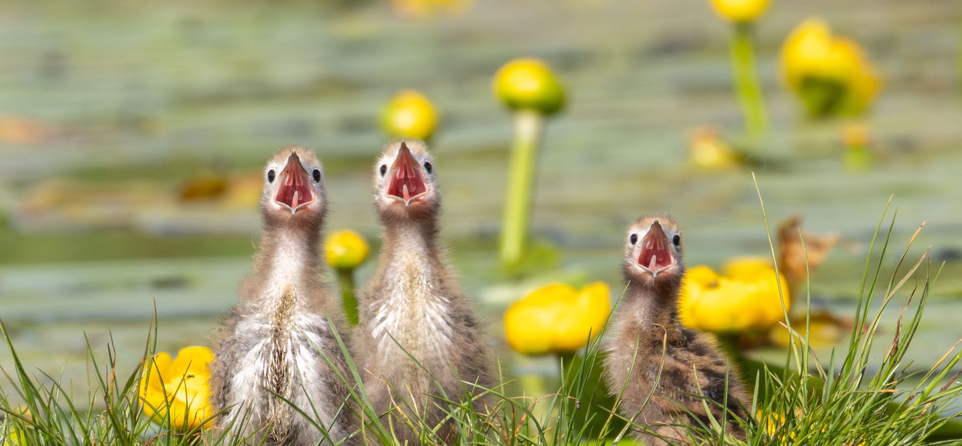 Drie jonge zwarte sternen voor waterlelies Drie jonge zwarte sternen voor waterlelies