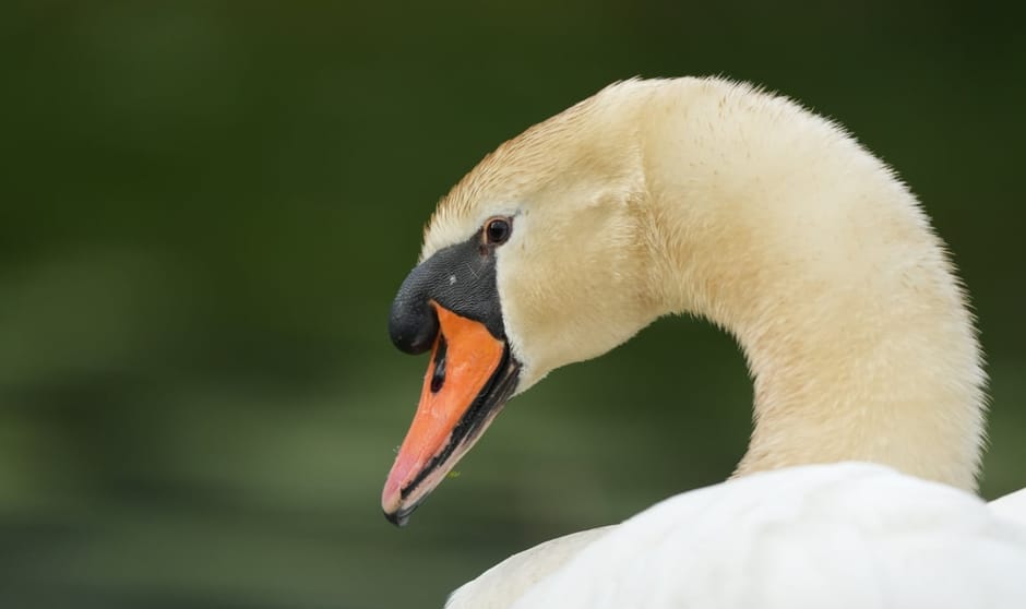 Knobbelzwaan portret