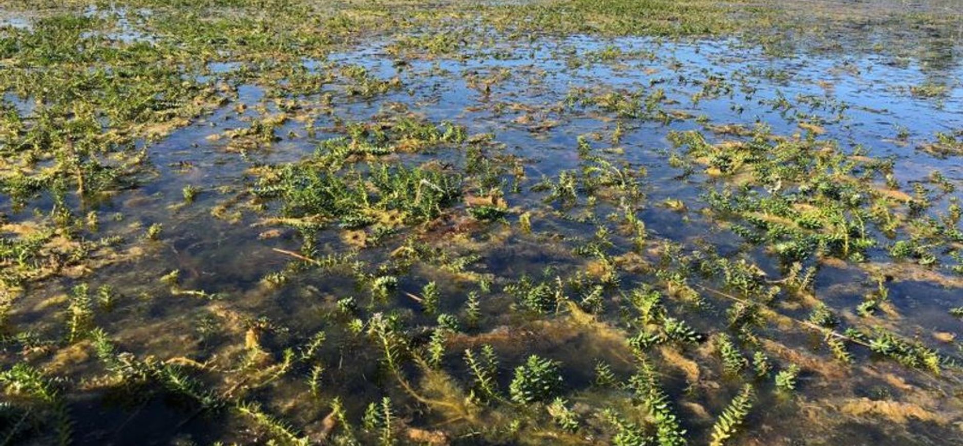 Bestrijding invasieve waterplanten