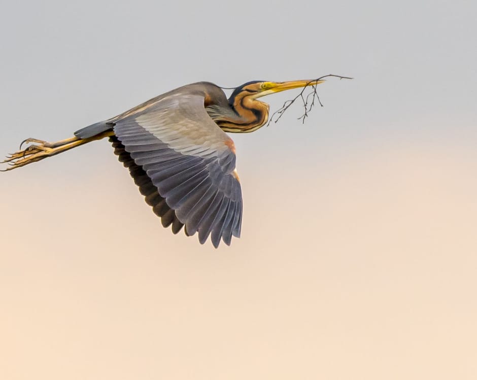 Purperreiger