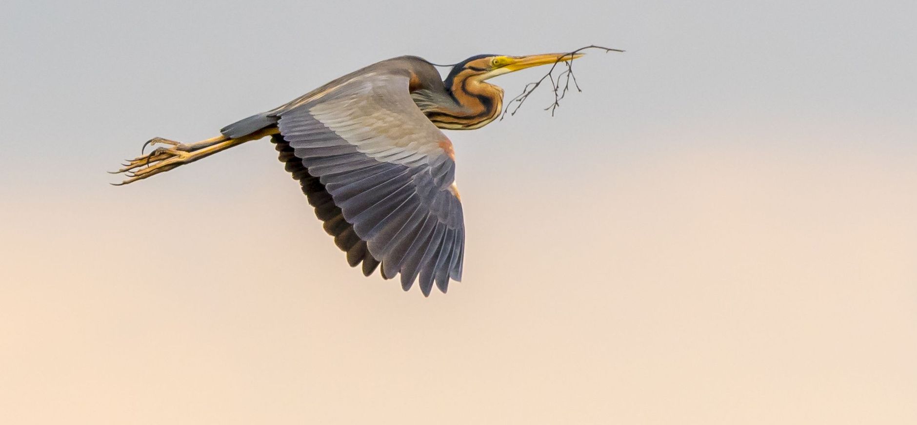 Purperreiger