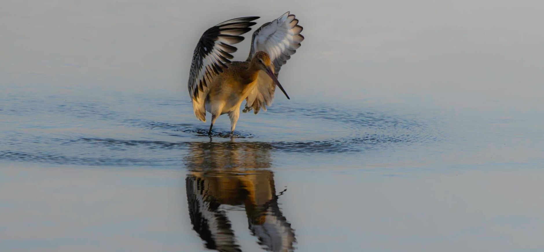 Grutto