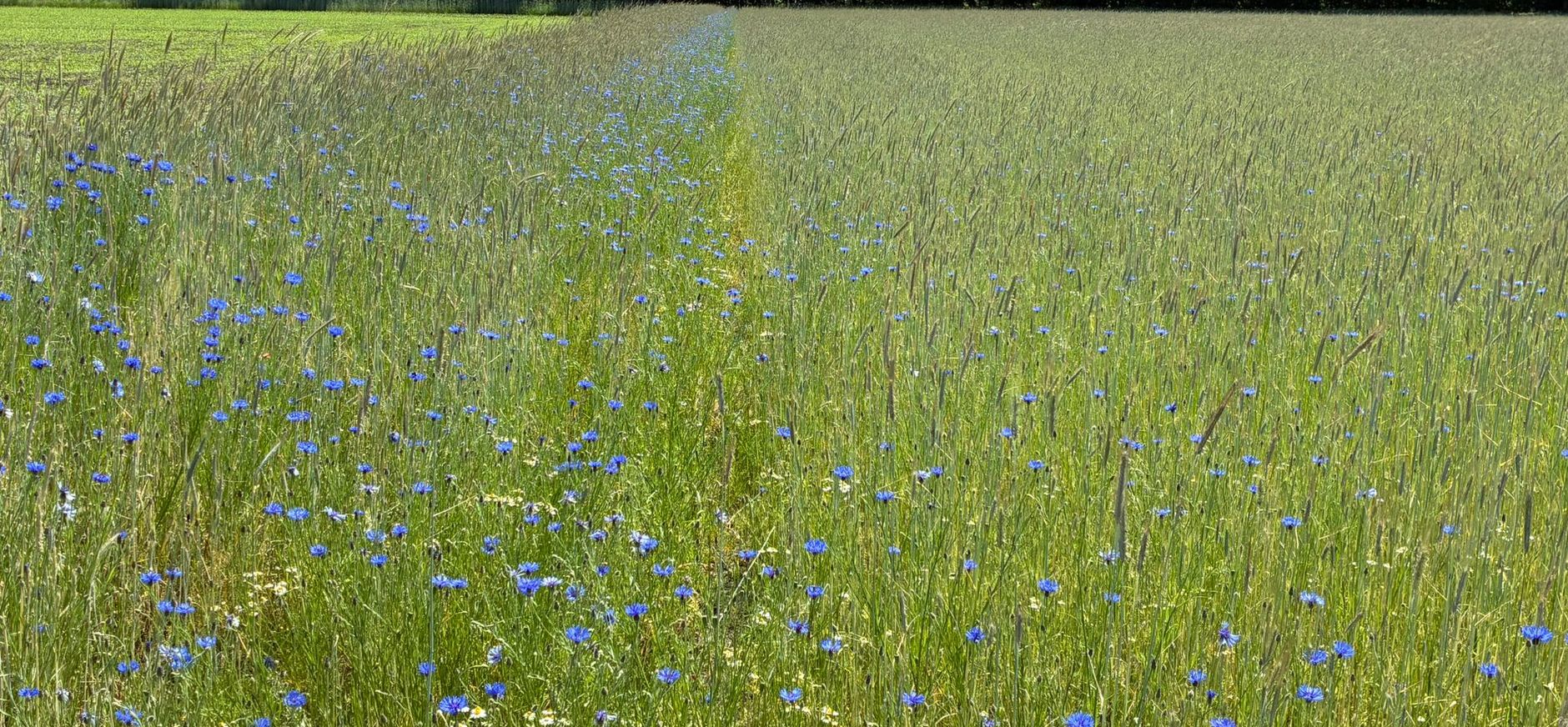Korenbloemen in akkerranden Corversbos 's-Gravelandse Buitenplaatsen - hoevepachter Pelsma 2026