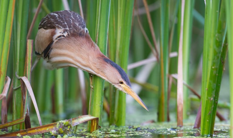 Woudaap tussen het riet