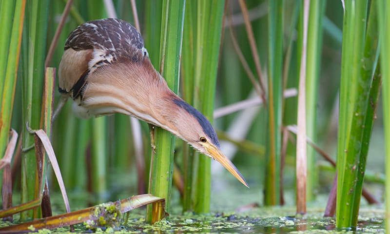 Woudaap tussen het riet